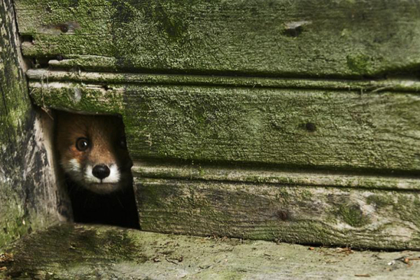 Неожиданные фотографии диких животных в заброшенных домах