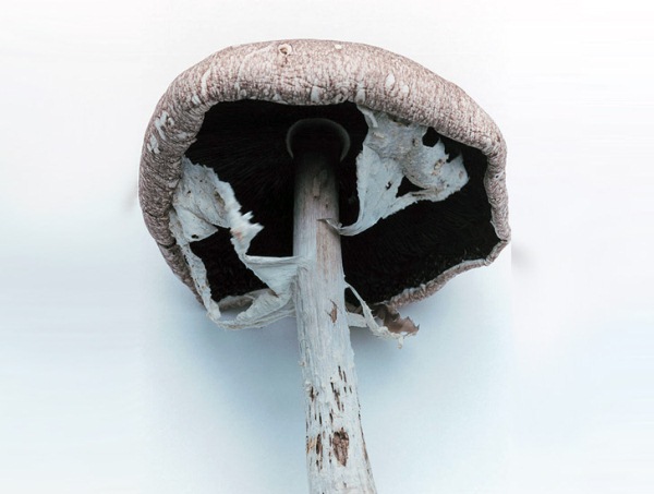 Радиоактивное загрязнение в лесах под Фукусимой: грибы-монстры  - фото 1