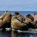 Экологи просят волонтеров помочь в переписи моржей по снимкам из космоса