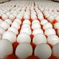 Яйца повышают уровень «полезного холестерина» 