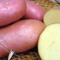Беларусь будет выращивать ГМО-картофель
