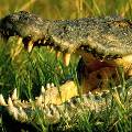Малайзийский шаман убил крокодила-людоеда заклинанием