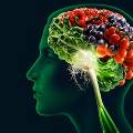 Еда поддерживает мозг в состоянии стресса, доказали исследования