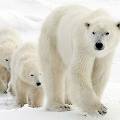 WWF России ищет «приемных родителей» для 500 белых медведей