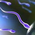 Раскрыт секрет здоровой спермы