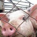 Россия запретила ввоз литовской свинины