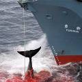 Защитники китов закидали краской японское китобойное судно