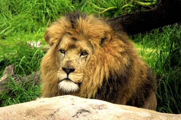 Свержение царя, или как сохранить популяцию африканских львов