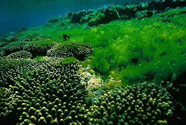Удивительные зелёные водоросли