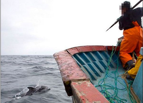 Перуанский рыбак увидел жертву-дельфина