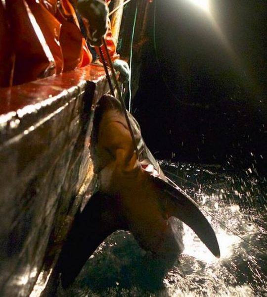 Акула, пойманная на мясо дельфина