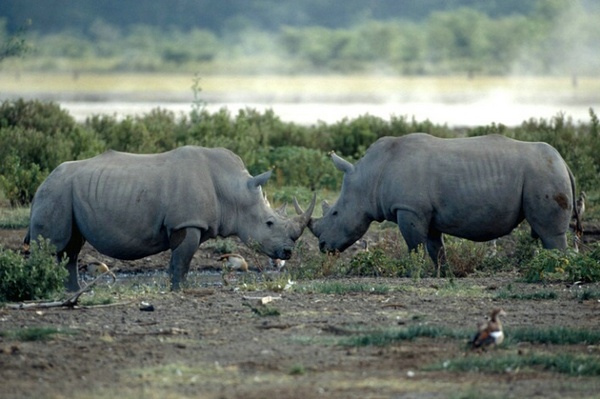 Носорог - мечта браконьера