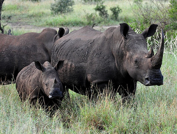 Носороги - достояние Африки