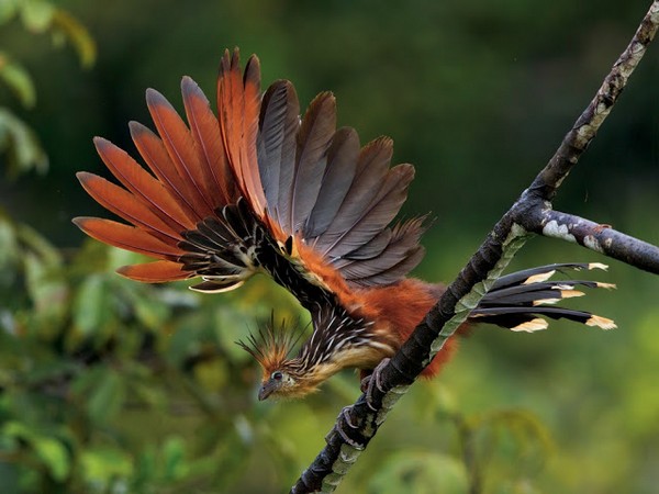 Южноамериканская вонь-птица