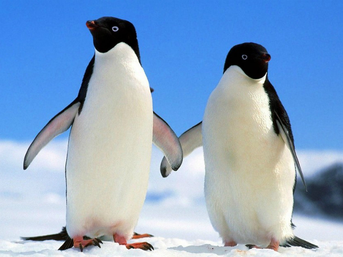 Российские полярники в Антарктиде в шутку называют этих пингвинов «адельки» за их склочный и вздорный характер.