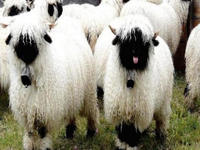 Домашняя овечка с черной мордой.