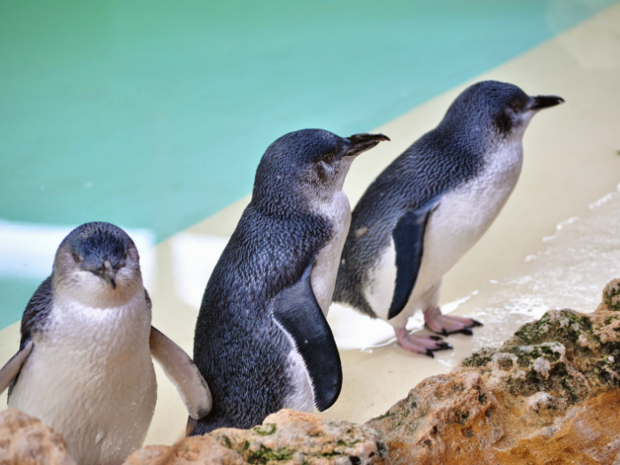 Голубой пингвин - самый маленький представитель пингвинами.