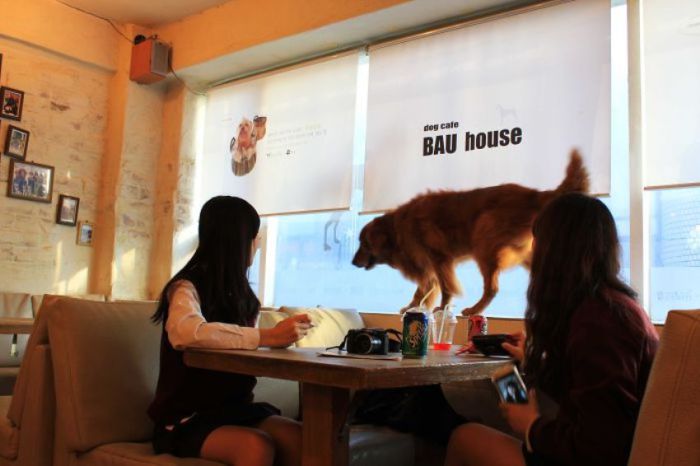 В этом кафе можно выпить и поиграть с собаками разных размеров и мастей.