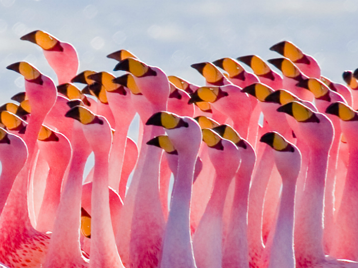 Фламинго в Лагуне Хедионда, Боливия. Фотограф: Pedro Szekely.