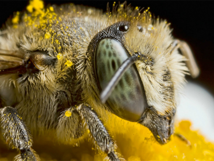 Пчела, собирающая пыльцу. Фотограф: Andrea.