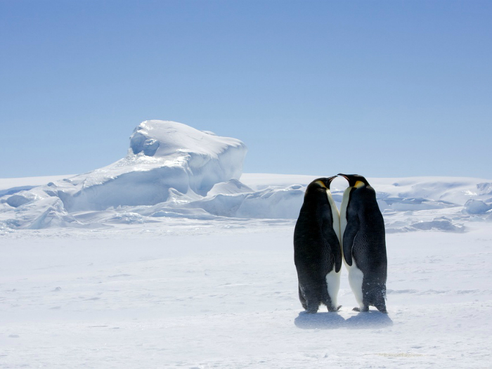 Императорские пингвины начинают размножаться зимой, когда температура опускается ниже -40°C.