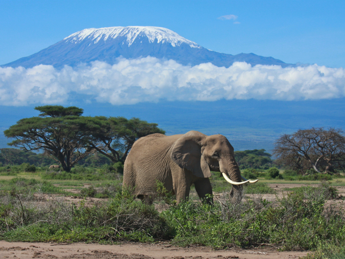 Висящие ледники и снега Килиманджаро заслуженно считаются чудом природы.