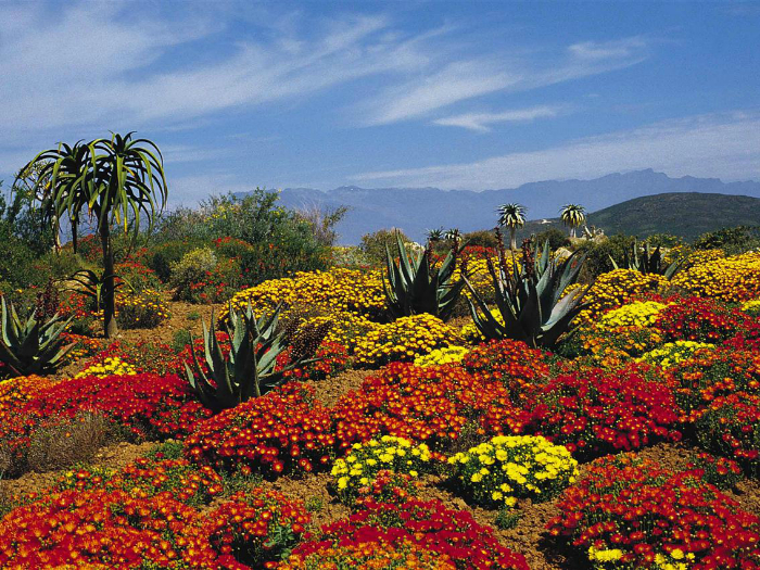 Это первый в мире ботанический сад, который состоит исключительно из флоры южной части Африки.