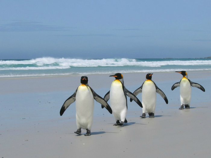 Марш Королевских пингвинов.