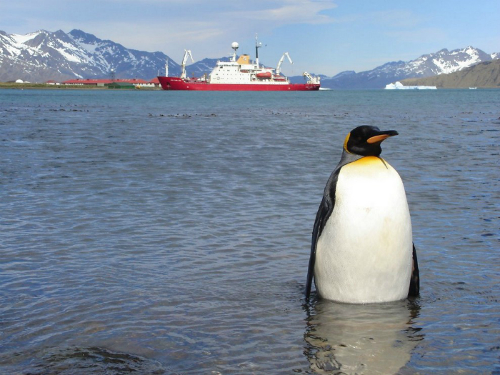 Королевский пингвин позирует на фоне ледохода.