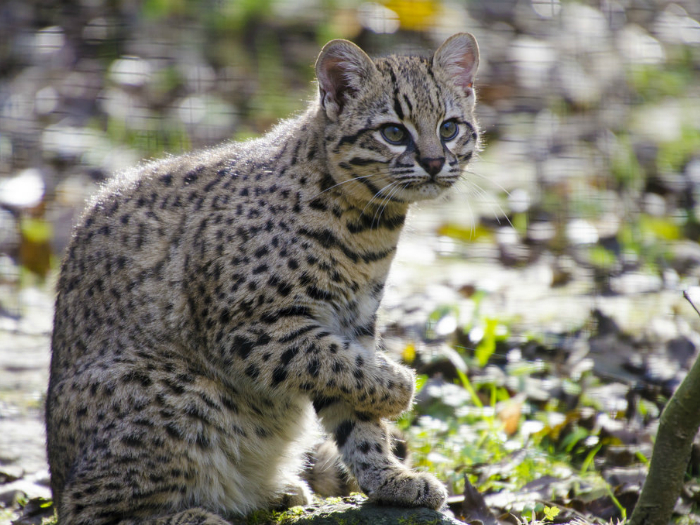 Кошка получила свое название в честь французского натуралиста-зоолога Жофре Сент-Илер.