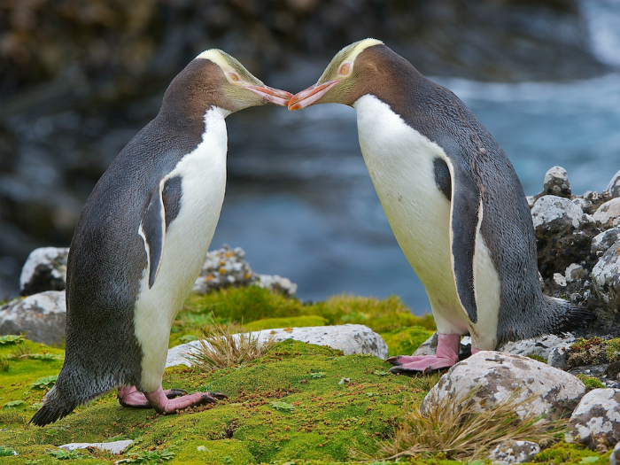Один из самых редких среди пингвиновых.