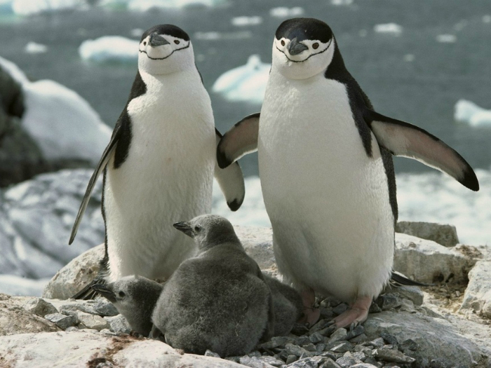 Антарктический пингвин — примерный семьянин.