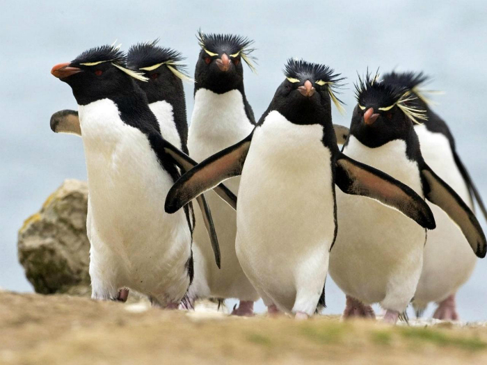Суровые Золотоволосые пингвины.
