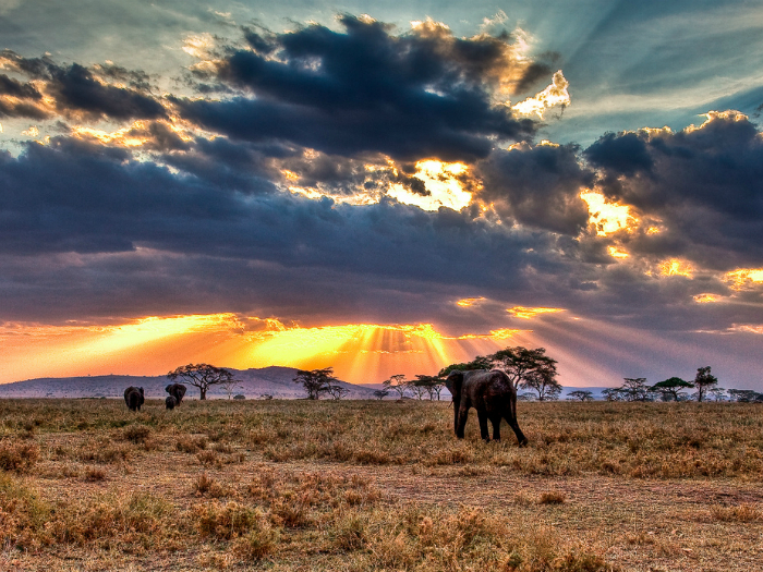Огромные стада буйволов, слоны, жирафы и антилопы свободно разгуливают по территории парка.