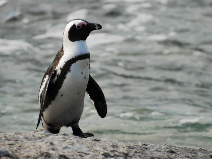 Очковый пингвин - забавный обитатель Африки.