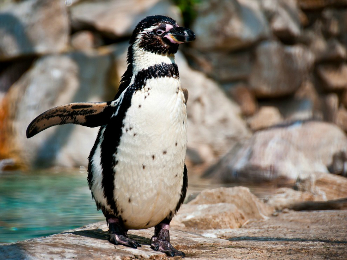 Пингвин Гумбольдта готовится к прыжку.