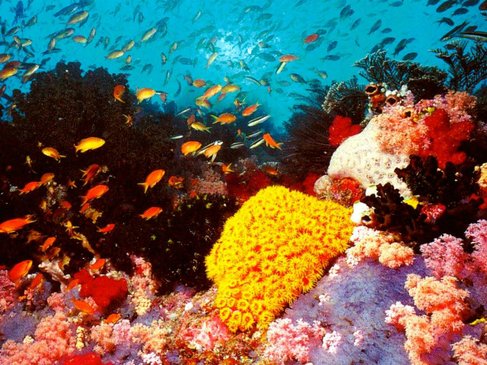 Одна из самых больших систем коралловых рифов во всем мире, которая состоит из 2 900 отдельных рифов и 900 островов.
