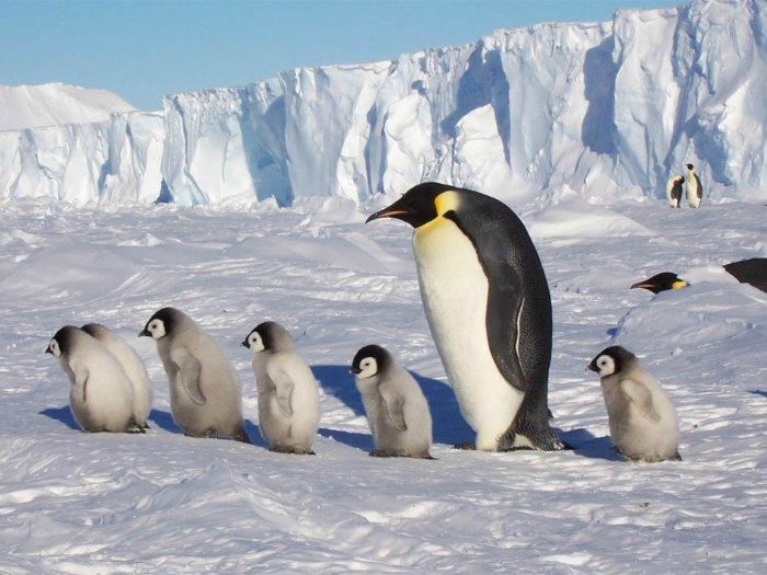 Единственное относительно чистое место на земле - Антарктида, которая находится под защитой ООН.