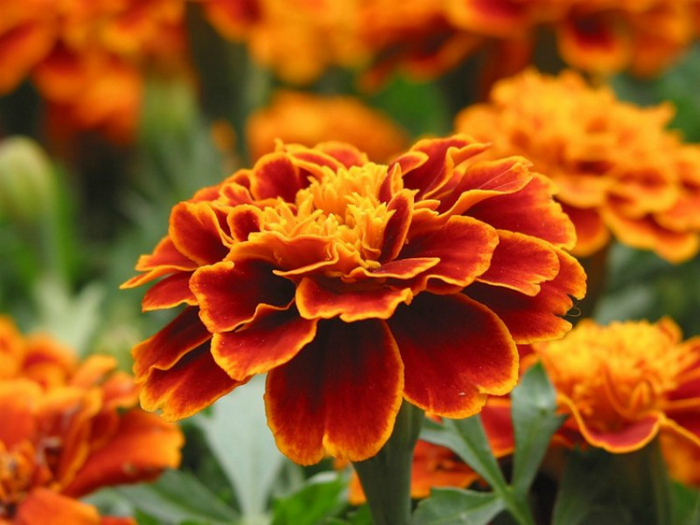 Спасатели в саду: 10 прекрасных цветов, которые стоит посадить на даче