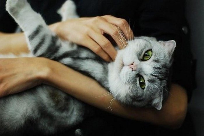 Красивая кошка на руках у хозяина.