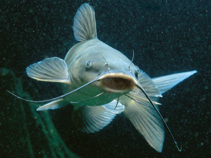В половых органах половины самцов рыб, живущих в загрязненных британских реках, нашли вполне сформировавшиеся икринки.