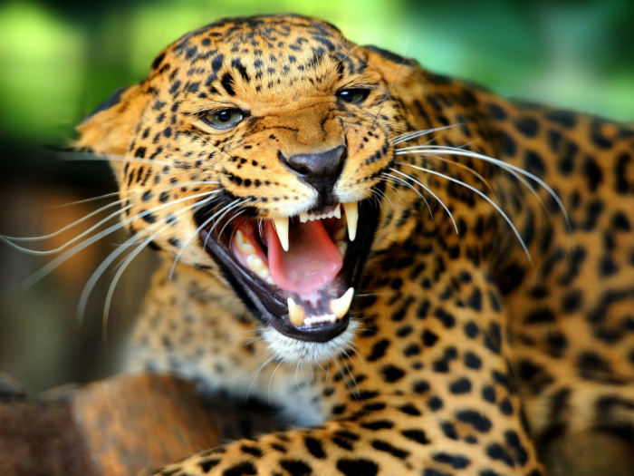 Мощные челюсти и острые зубы делают Ягуара опасным хищником.