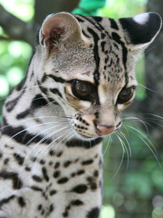 9 уникальных диких кошек, обитающих в Южной Америке |