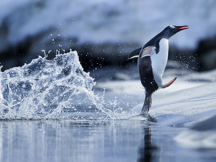Самый распространенный вид пингвинов.