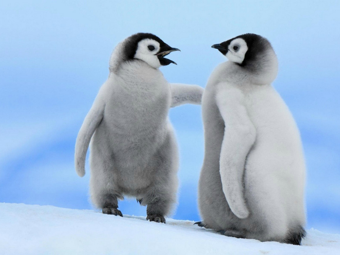 Птенцы императорского пингвина.