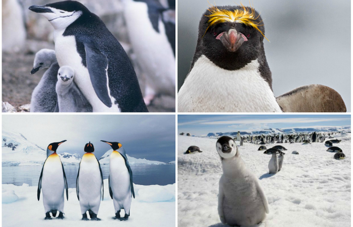Удивительные пингвины и места их обитания.