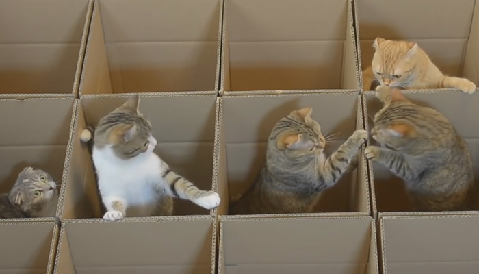 Настоящая радость для котов - простые коробки в большом количестве.
