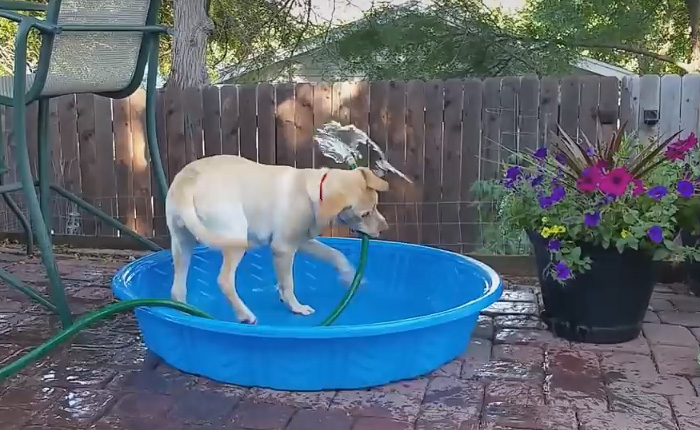 Мэдди поливает все вокруг, пытаясь наполнить свой бассейн.