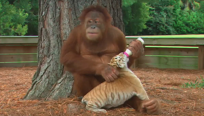 Орангутанг-няня играет с тигрятами.