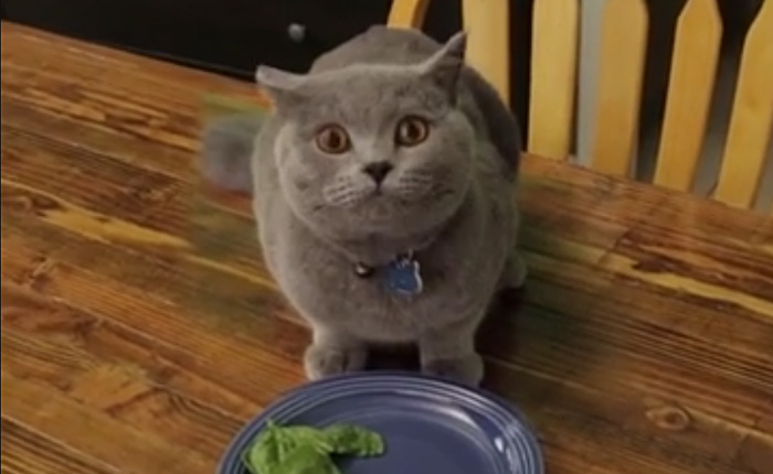Кот, который решил пообедать из тарелки хозяина.